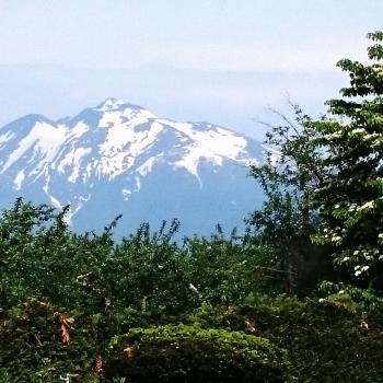 青森県のりんごの花は……。