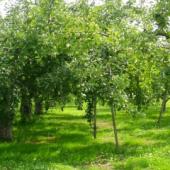  花さんの果樹園