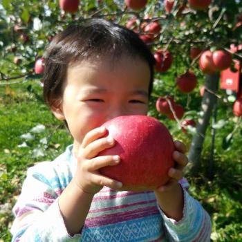 陽だまりのようなりんごをお届けします！山善 齊藤農園 HARVEST MARKET参加しました！