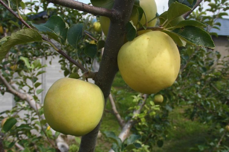 令和3年産りんご、8月上旬から収穫始まります。