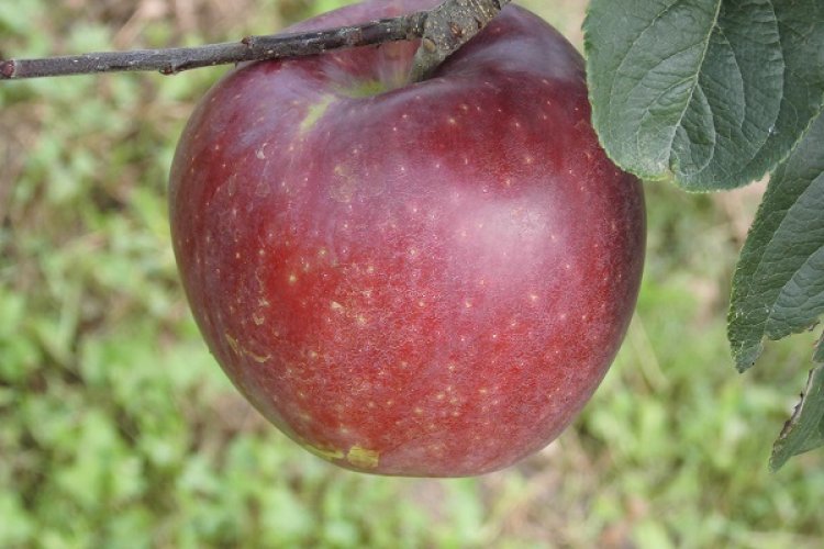 令和3年産りんご、8月上旬から収穫始まります。