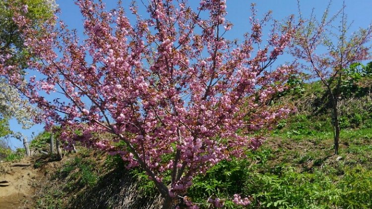 関山桜と紫うど！