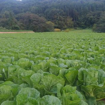 さぁ、また野菜に集中! さぁ、また野菜に集中!