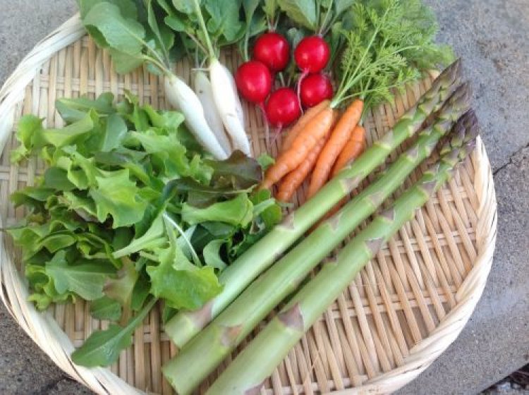 健康村の自然栽培野菜の宅配野菜オーナー募集のご案内