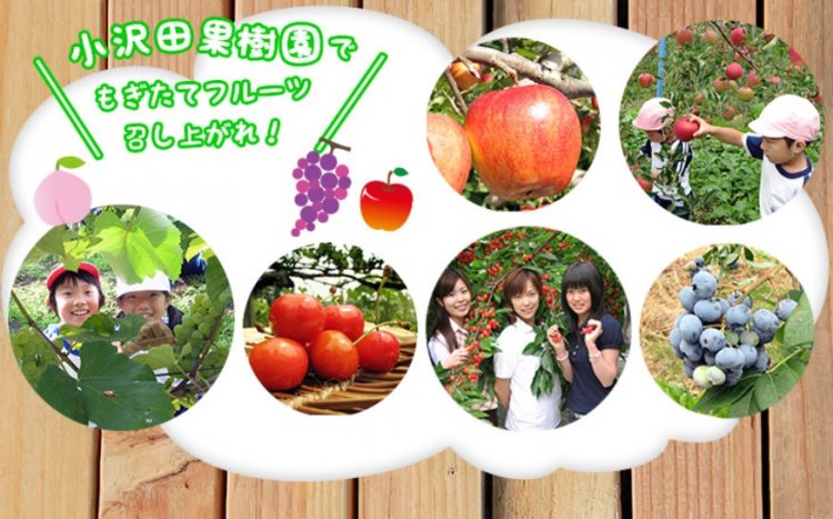 季節のフルーツ狩りが楽しめる！小澤田観光果樹園 HARVEST MARKET参加しました！