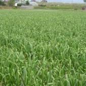 有限会社ケイエス青果