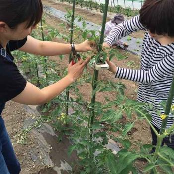 夏野菜、収穫！