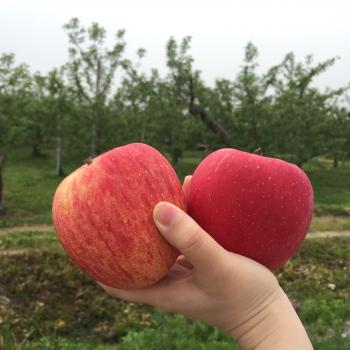 スマートフレッシュのふじ！ご家庭用傷ありりんごもございます。