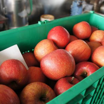 4月末まで加工受付しています。