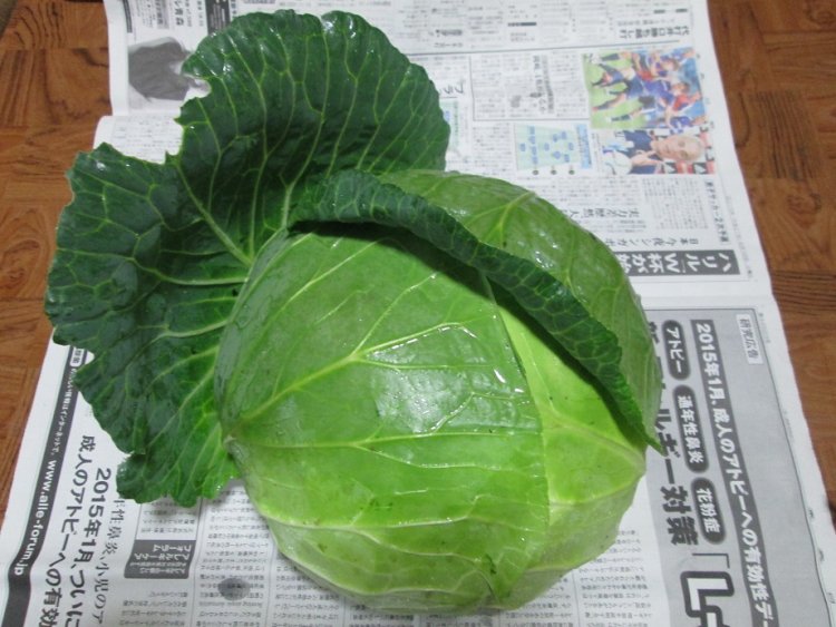 きゃべつ