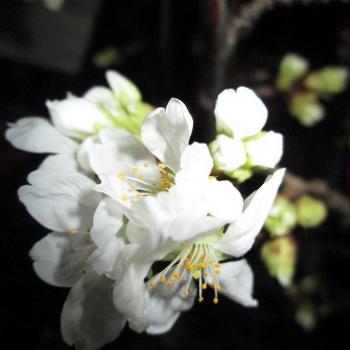 春の花が