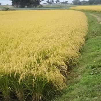 新米の季節になりました^^ 新米の季節になりました^^