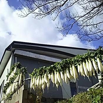大根、干しましたθ 大根、干しましたθ