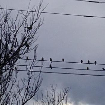 すずめ達(^-^) すずめ達(^-^)